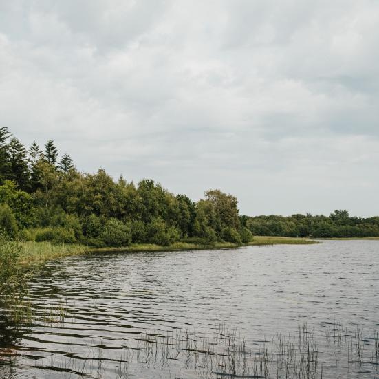 Billedet viser grøn bevoksning ved en en vandkant