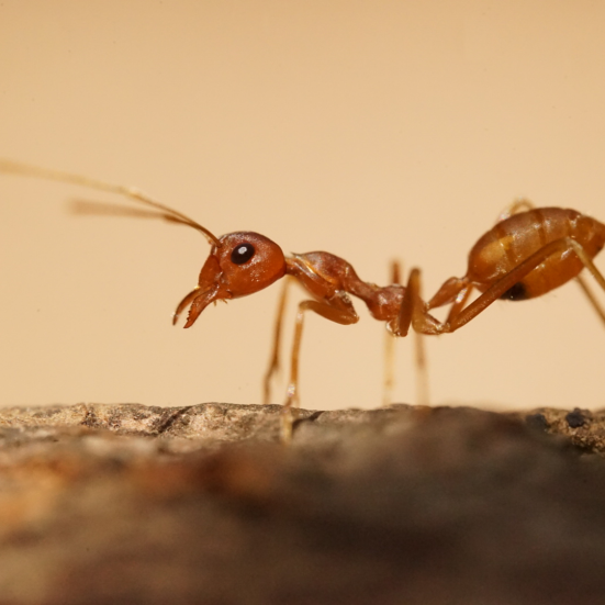 Billedet forestiller et nærbillede af en myre.