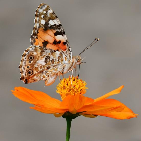Fotoet viser en sommerfugl, der suger nektar fra en orange blomst