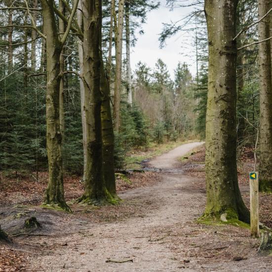 Fotoet viser en sti i en skov