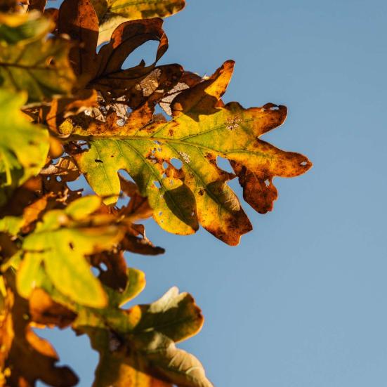 Billedet viser visne blade op mod en blå himmel
