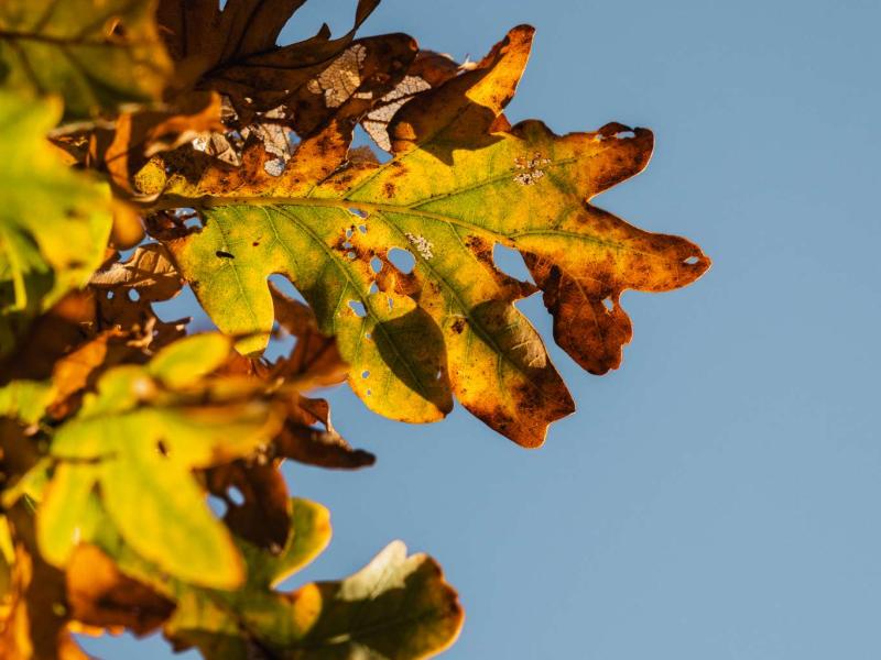 Billedet viser visne blade op mod en blå himmel