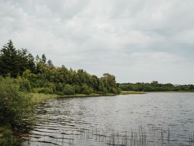 Billedet viser grøn bevoksning ved en en vandkant
