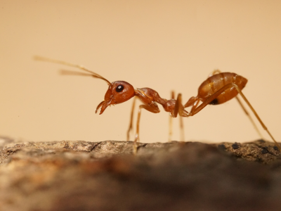 Billedet forestiller et nærbillede af en myre.