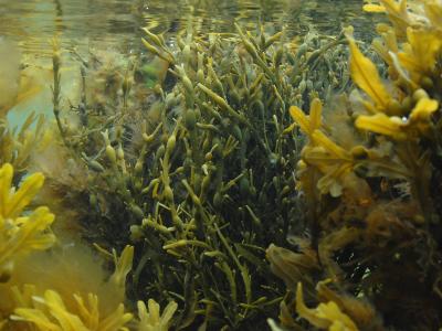 Billedet er taget under vand og viser to forskellige slags tang
