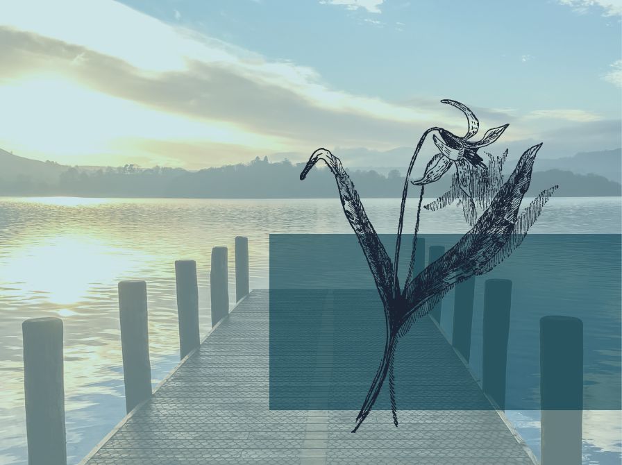 Badebro og skitse af en plante