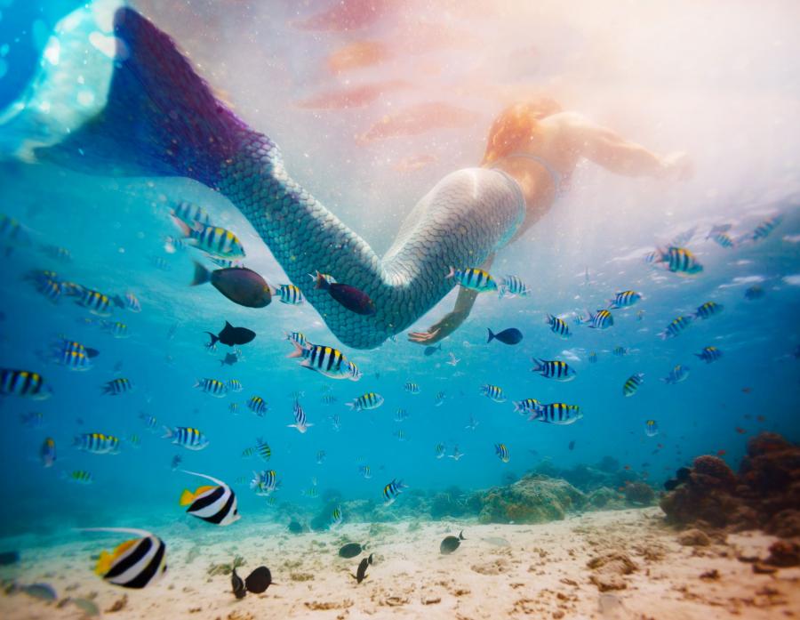Billedet forestiller en havfrue i havet. Havoverfladen kan ses lige over hende, og hun er omgivet af fisk med sorte og hvide striber samt en smule gult.
