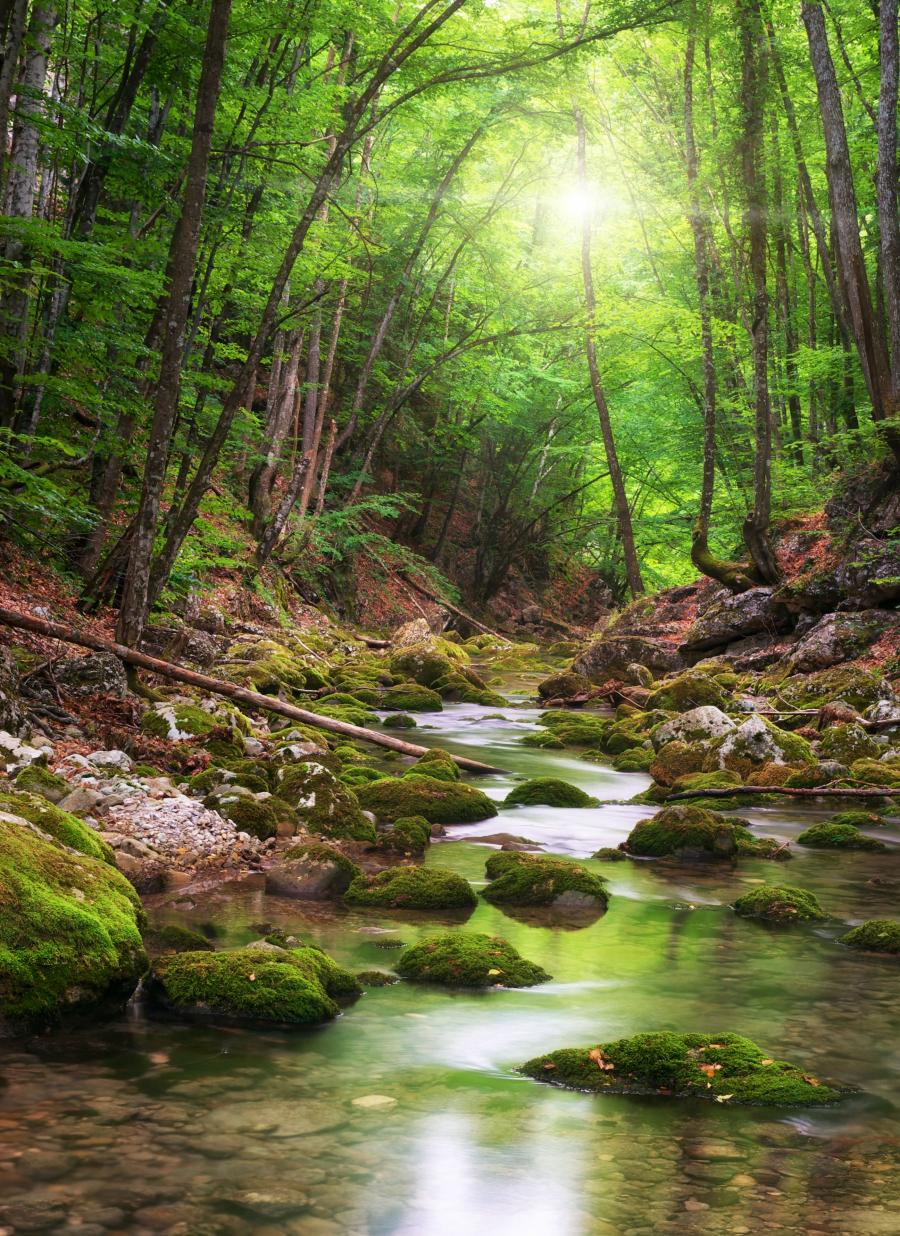 Billedet forestiller en smuk å med mosklædte sten i vandet og sten og klipper op ad skrænten. Åen er indrammet af træer med blade i en frisk grøn farve. Sollys falder ind gennem bladene og skaber en smuk stemning.