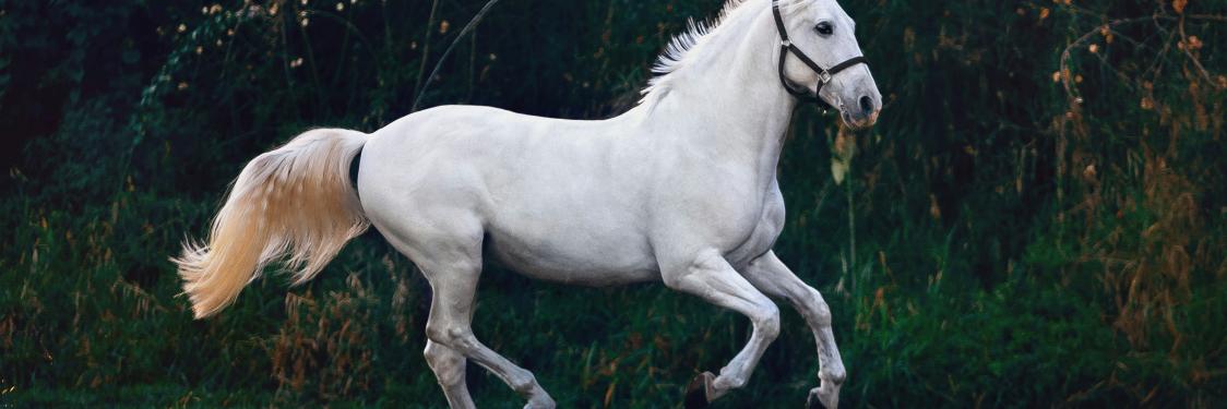 En hvid hest i fuld gallop